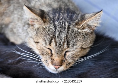 Afternoon Nap Of A Yard Cat 
