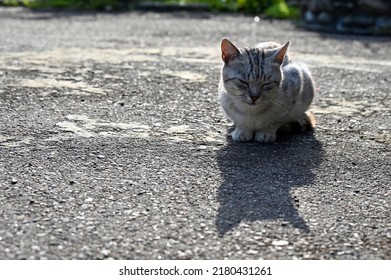 Afternoon Nap Of A Yard Cat 
