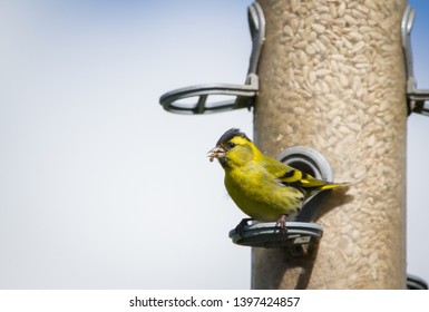 Afternoon Snack Time For The Singing Birds