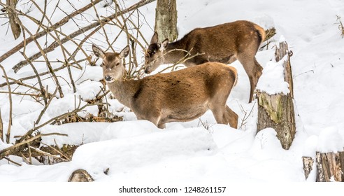 It's Afternoon Snack Time For This Deer Duo