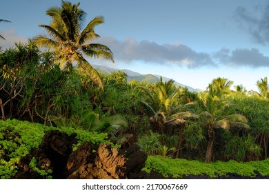 Afternoon Sun Bathes The Coast Of Maui In Golden Light At Waianapanapa State Park