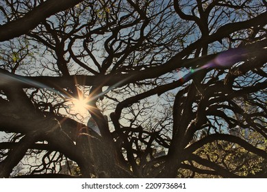 Afternoon Sun Seen Through Branches Of A Tree In An Inner City Park