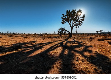 Afternoon Sun Shining Through A Joshua Tree, Casting A Long Eerie Shadow On The Sandy Desert Ground In Joshua Tree National Park