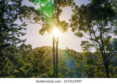 The Afternoon Sun As Viewed Through The Foliage At Awana Bio Park, Malaysia.