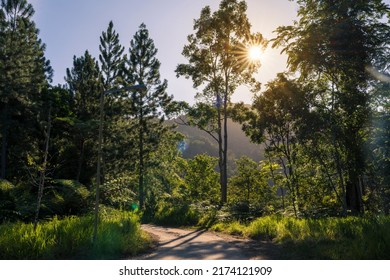 The Afternoon Sun As Viewed Through The Foliage At Awana Bio Park, Malaysia.