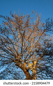 Afternoon Sunlight On Almost Bare Tree. Winter In Mainland Greece.