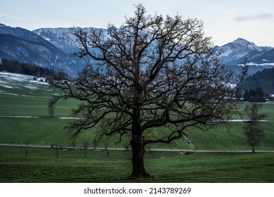 Afternoon View Over The Chiemgau Alps