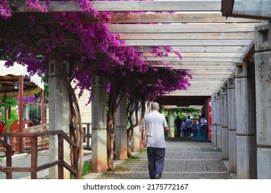 Afternoon Walk Under The Bougainvillea