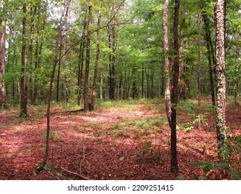 Afternoon Walk In The Woods