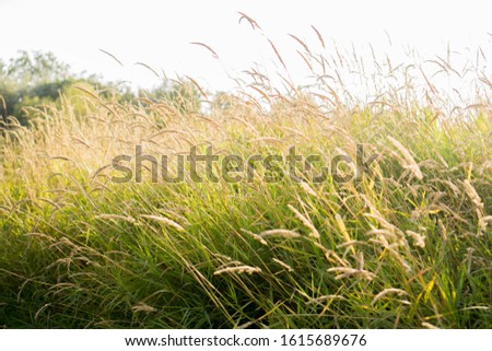 Afternoon  Wild High grass in summer