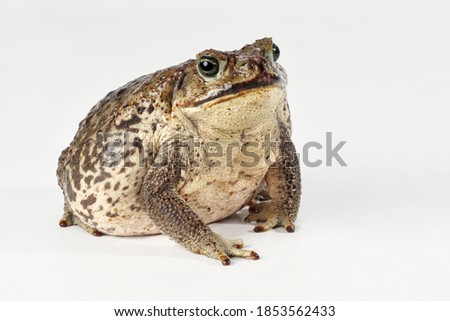 aga toad, Bufo marinus, studio shot with white background, isolated