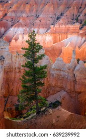 Against All Odds
A Lone Tree Defies All Odds And Grows Out Of Solid Sandstone About Bryce Canyon National Park.