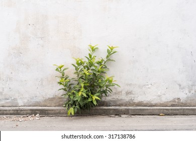 Against All Odds -  A Plant Grows Through A Concrete Wall