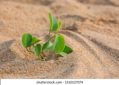 Against All Odds. Young Plant Sprouting On Beach Sand.