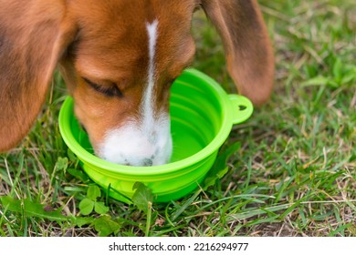 Against The Background Of A Green Lawn, The Beagle Dog Drinks Water And Bowls, Close-up