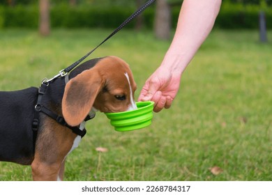 against the background of a green lawn, the owner gives water to the beagle dog from a bowl - Powered by Shutterstock