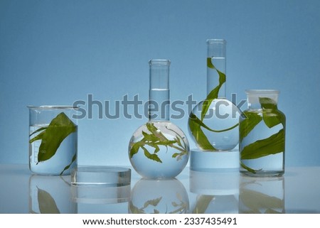 Against a backlit blue background, glass experimental flasks containing fresh seaweed leaves are decorated with transparent platforms. Space for presentation product with seaweed ingredient