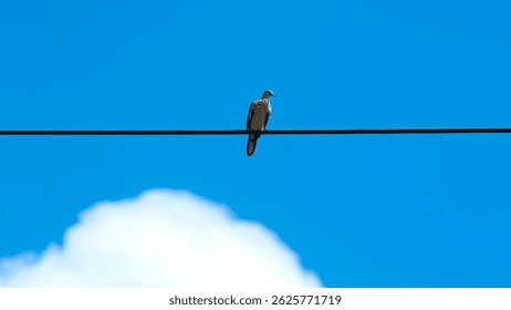Contra un cielo azul vibrante con nubes blancas esponjosas, una sola paloma se sienta en un alambre oscuro.