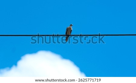 Against a vibrant blue sky with fluffy white clouds, a single dove sits on a dark wire.