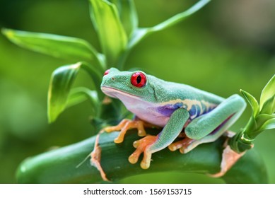 Agalychnis Callidryas Redeye Tree Frogg