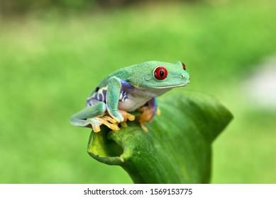 Agalychnis Callidryas Redeye Tree Frogg