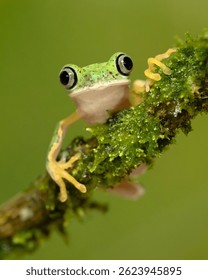Agalychnis lemur, the lemur leaf frog or lemur frog. It is classed as Critically Endangered and threatened