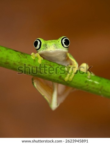 Agalychnis lemur, the lemur leaf frog or lemur frog. It is classed as Critically Endangered and threatened