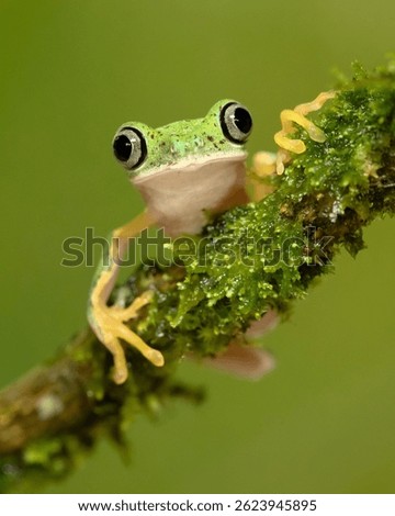 Agalychnis lemur, the lemur leaf frog or lemur frog. It is classed as Critically Endangered and threatened