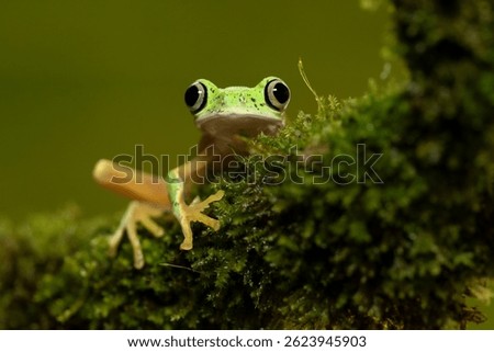 Agalychnis lemur, the lemur leaf frog or lemur frog. It is classed as Critically Endangered and threatened