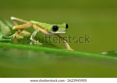 Agalychnis lemur, the lemur leaf frog or lemur frog. It is classed as Critically Endangered and threatened