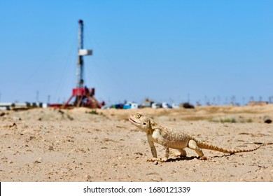 Agama Lizard With A Drilling Rig In The Background. 
Environmental Protection Concept.  World Oil Industry. Western Region Of Kazakhstan.