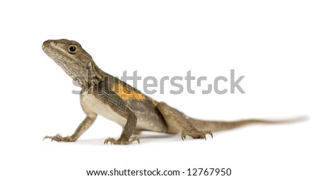 Agama lizard in front of a white background