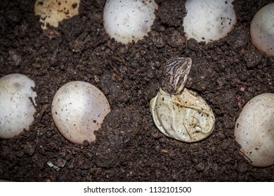 Agama Lizard Hatching From An Egg