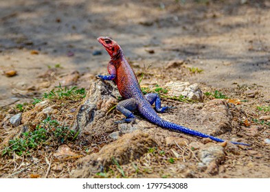 An Agama lizard in Masai Mara in Kenya.It can often be seen in the heat of the day basking in the sun. - Powered by Shutterstock