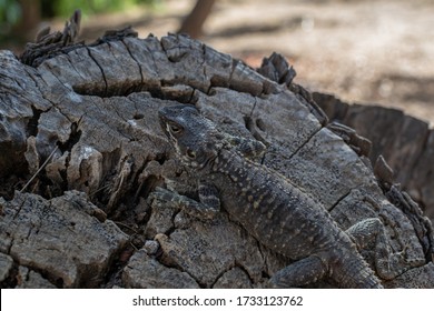 Agama lizard resting on a log. Mimicry works. Location Cyprus, Ayia Napa. Lizard species Laudakia stellio cypriaca