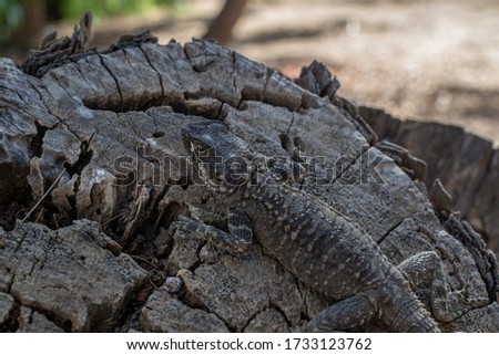 Agama lizard resting on a log. Mimicry works. Location Cyprus, Ayia Napa. Lizard species Laudakia stellio cypriaca