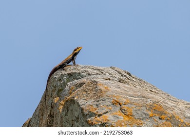 Agama Lizard Sunbathing On A Rock