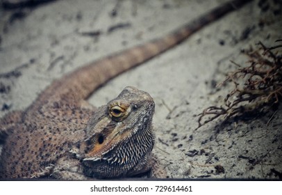Agame lizard