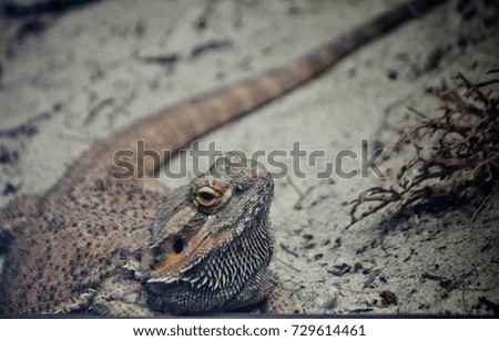 Agame lizard