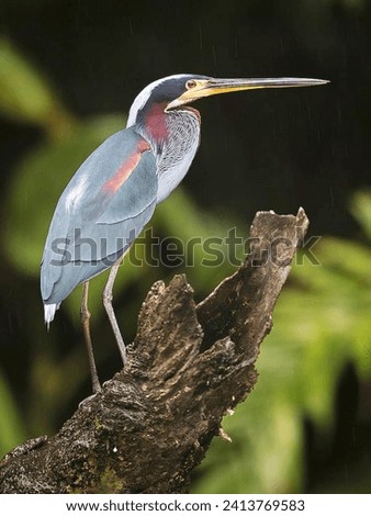 The agami heron is a medium-sized heron. It is a resident breeding bird from Central America south to Peru and Brazil. 
