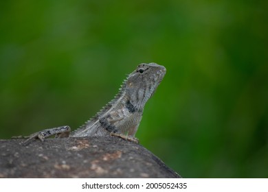 Agamidae Is A Family Of Over 300 Species Of Iguanian Lizards Indigenous To Africa, Asia, Australia, And A Few In Southern Europe. Many Species Are Commonly Called Dragons Or Dragon Lizards.