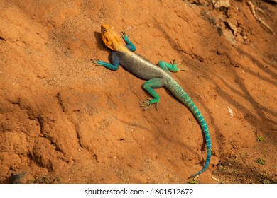 Agamidae Lizard Reptile Colorful Green