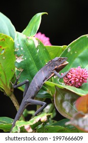 Agamidae Sp. In Borneo, Malaysia