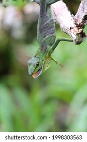 Agamidae Sp. In Borneo, Malaysia