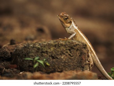 Agamidae,calotes Versicolor, Ordo:squamata In Asia