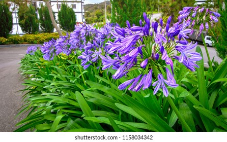 Agapanthus Or African Lily Flowers In The Garden.