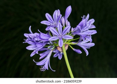 Agapanthus africana, blue lily flower, close up. African lily or Lily of the Nile is popular garden plant in Amaryllidaceae family. Common agapanthus have light blue open-faced, pseudo-umbel flowers. - Powered by Shutterstock