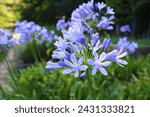 Agapanthus africanus, or the African lily, is a flowering plant from the genus Agapanthus found only on rocky sandstone slopes of the winter rainfall fynbos from the Cape Peninsula to Swellendam. 