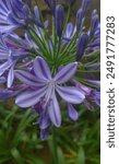 Agapanthus africanus, or African lily, is a flowering plant of the genus Agapanthus found only on the rocky sandstone slopes of winter rainfall fynbos from the Cape Peninsula to Swellendam.