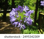 Agapanthus africanus, or the African lily, is a flowering plant from the genus Agapanthus found only on rocky sandstone slopes of the winter rainfall fynbos from the Cape Peninsula to Swellendam.